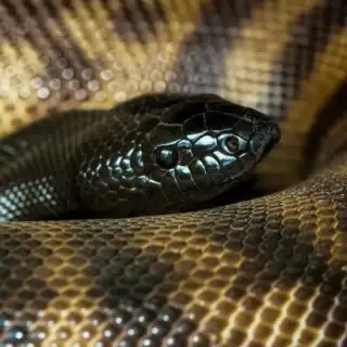 taking up serpents, christian teaching, christianity, ministry, prophecy, prophetic word, world health organization
